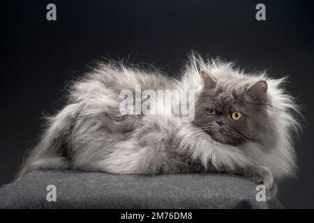 Gatto persiano grigio estremamente soffice sdraiato con il suo galleggiante che si alza. Foto Stock