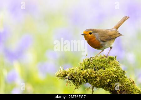 European Robin [ Erithacus rebecula ] su moncone mossy con erba fuori fuoco e Bluebells in background Foto Stock