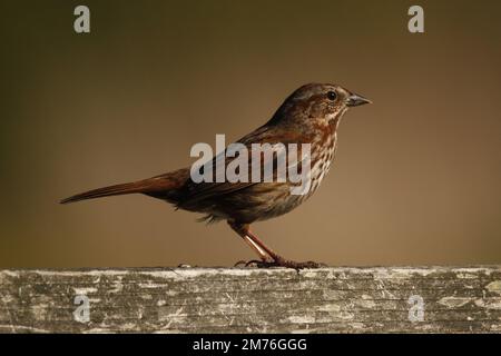 Identificazione utile piumaggio lato ritratto di un Song Sparrow (Melospiza melodia) in piedi su un corrimano di legno con uno sfondo marrone o marrone sfocato Foto Stock