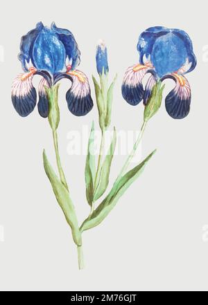 Immagine di fiori di iride viola vintage in vettoriale Illustrazione Vettoriale