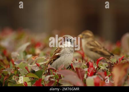 Un maschio House Sparrow (Passer domesticus) arroccato in cima a un cespuglio o siepe frondosi con una femmina fuori fuoco sullo sfondo. Preso a Victoria, BC Foto Stock