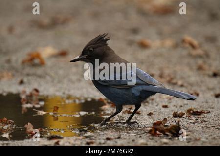 Uno Steller's Jay (Cyanocitta stelleri) in piedi sul terreno bagnato accanto ad una pozzanghera con le foglie sul terreno. Preso a Victoria, BC, Canada. Foto Stock