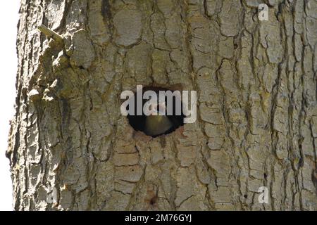 Un giovane maschio rosso-shafted Northern Flicker (Colaptes auratus) che chiede un genitore da un foro in un albero. Preso a Victoria, BC, Canada. Foto Stock