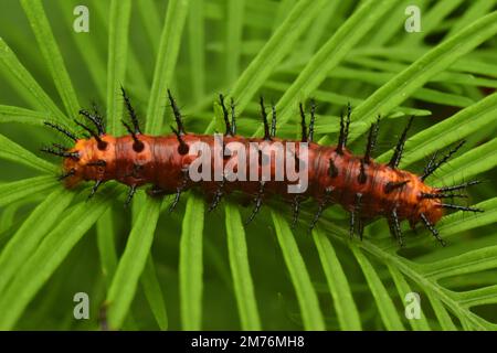 Primo piano foto di tawny coster farfalla larva. Java, Indonesia. Foto Stock
