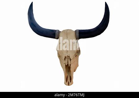 Bull teschio con corna isolare su sfondo bianco Foto Stock