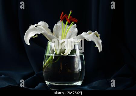 Primo piano di una bella Lilly orientale bianca in un vaso di vetro su uno sfondo scuro. Eleganza e fascino. Foto Stock