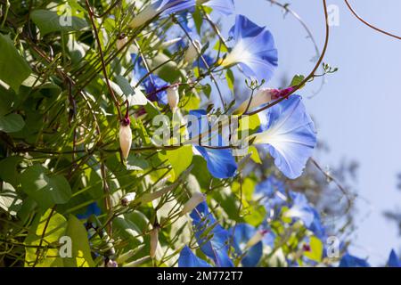 Petali blu di fiori di gloria mattutini messicani o Ipomoea tricolore. con cielo blu Foto Stock