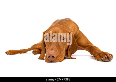 Bellissimo ritratto ungherese Vizsla dog full body studio. Cane sdraiato con la testa giù a terra e guardando la telecamera, isolato su sfondo bianco Foto Stock