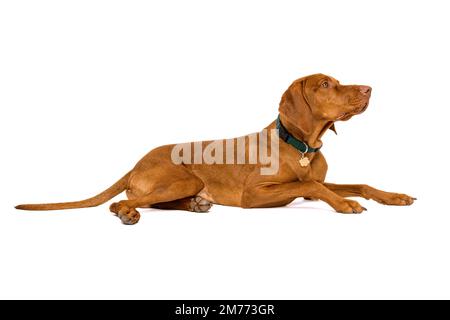 Bella ungherese vizsla full length studio ritratto. Il cane indossa il colletto dell'animale domestico con l'etichetta di nome che guarda lontano dalla macchina fotografica isolata sopra lo sfondo bianco. Foto Stock