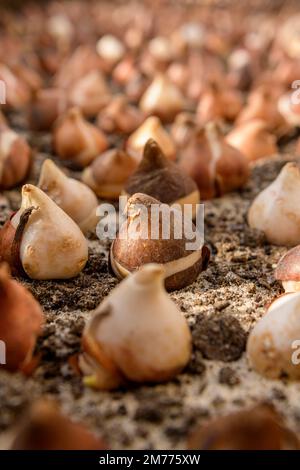 Decine di bulbi di tulipano piantati in terreno sabbioso e ben drenante. Piantare bulbi di tulipano in un letto di fiori. Tulipani crescenti. Fondo di lavori di giardinaggio di caduta. Basso Foto Stock