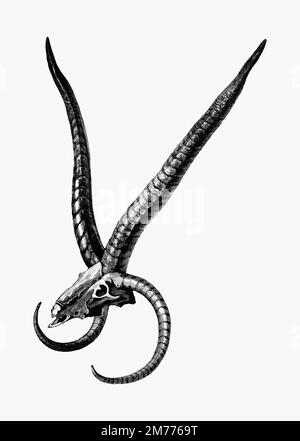 Vettore di illustrazione cranio di pecora Illustrazione Vettoriale