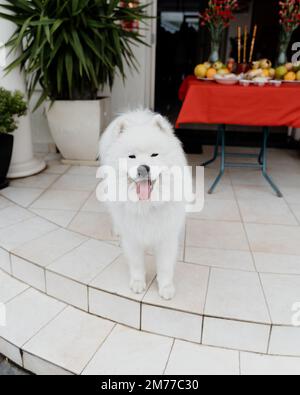 Un colpo verticale di un amabile cane samoyed bianco lanuginoso su un portico Foto Stock