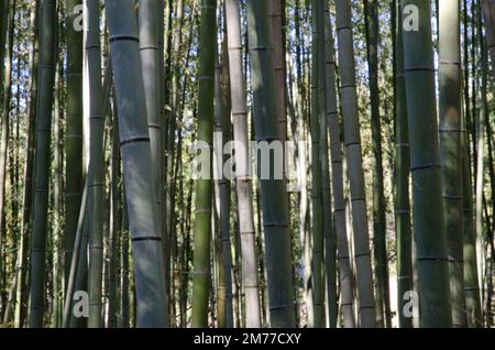 Foresta di bambù di Arashiyama a Kyoto. Giappone. Foto Stock