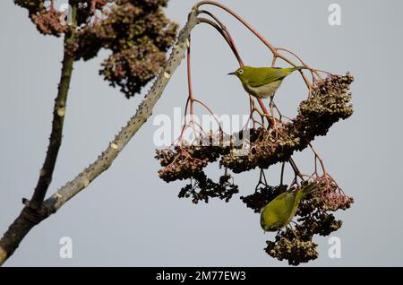 Warbling occhi bianchi Zosterops japonicus su un albero. Arashiyama. Kyoto. Giappone. Foto Stock