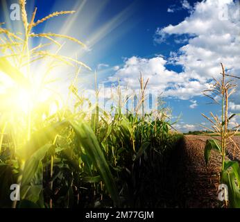 Alba sul campo di grano Foto Stock