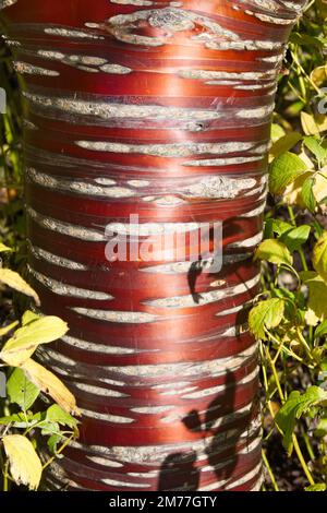 Corteccia rossa lucidata di ciliegio tibetano Prunus serrana nel giardino britannico in autunno ottobre Foto Stock
