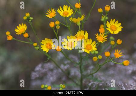 Senecio inaequidens, ragwort a foglie strette, ragwort sudafricano fiori gialli piccoli su un campo in estate Foto Stock