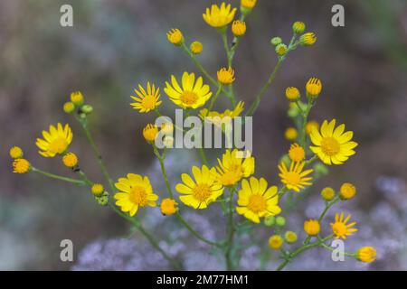 Senecio inaequidens, ragwort a foglie strette, ragwort sudafricano fiori gialli piccoli su un campo in estate Foto Stock