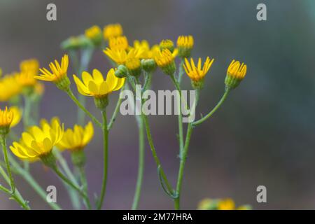 Senecio inaequidens, ragwort a foglie strette, ragwort sudafricano fiori gialli piccoli su un campo in estate Foto Stock