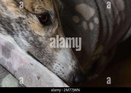 Il cane levriero degli animali domestici guarda a destra in abbondanza di spazio scuro non messo a fuoco della copia. Metà immagine vuota per spazio di copia o testo. Occhio aperto, riposante in un comodo letto del cane Foto Stock