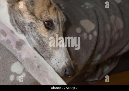 Il levriero dell'animale domestico illuminato in modo luminoso nel letto guarda a destra nello spazio vuoto della copia. Sfondo grigio coperta di vello fantasia cane, interni e ambiente domestico. Foto Stock