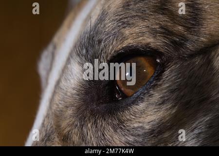 Cripte e altri dettagli di questo cane iris sono evidenziati dal flash. Macro prospettiva di un animale domestico adottato greyhounds faccia, mostrando primo piano dell'occhio sinistro Foto Stock