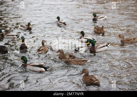 Gera, Germania. 08th Jan, 2023. Anatre selvatiche che nuotano sul fiume Weiße Elster. Nei prossimi giorni è previsto anche un clima invernale mite. Credit: Bodo Schackow/dpa/Alamy Live News Foto Stock