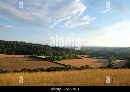 Viste da Pewley giù a Guildford, Surrey durante la siccità estiva del 2021. Foto Stock