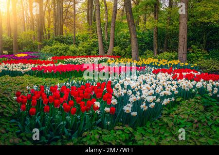 Fiori di primavera freschi e vivaci nello splendido giardino di Keukenhof. Aiuole di fiori ammirabili con narcisi e varie collezioni colorate di tulipani, Foto Stock
