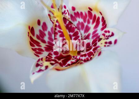 fiore di giglio della tigre del pavone Foto Stock