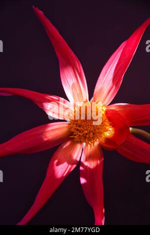 dahlia honka rosso Foto Stock