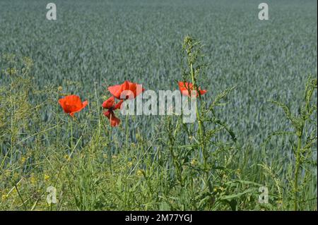 papaveri in hedgerow Foto Stock