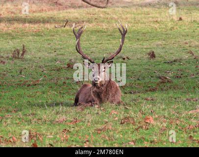 Giovane cervo rosso (Cervus elaphus) in un parco inglese in inverno Foto Stock