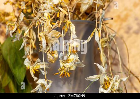 foto con fiori in vaso, composizione floreale di molti colori diversi da fiori secchi, secchi, piante secche decorative Foto Stock