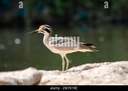 Un ispessimento eurasiatico che riposa su una sporgenza di pietra nel mezzo del fiume Cauvery durante un giro in barca all'interno del santuario degli uccelli Ranganathittu Foto Stock