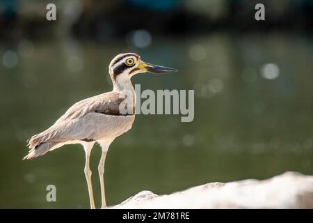 Un ispessimento eurasiatico che riposa su una sporgenza di pietra nel mezzo del fiume Cauvery durante un giro in barca all'interno del santuario degli uccelli Ranganathittu Foto Stock