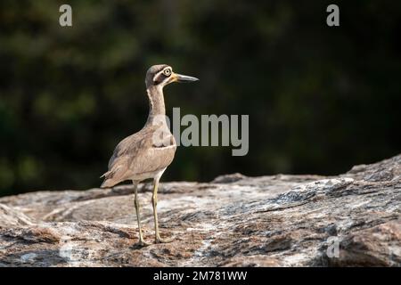 Un ispessimento eurasiatico che riposa su una sporgenza di pietra nel mezzo del fiume Cauvery durante un giro in barca all'interno del santuario degli uccelli Ranganathittu Foto Stock