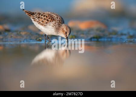 Gambecchio comune - il piccolo stint (Calidris minuta) è un piccolo wader Foto Stock