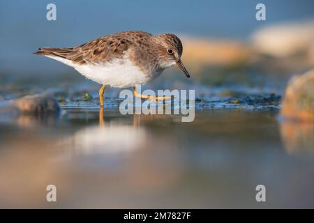 Gambecchio nano - Calidris tempinckii è un piccolo wader Foto Stock