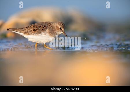 Gambecchio nano - Calidris tempinckii è un piccolo wader Foto Stock