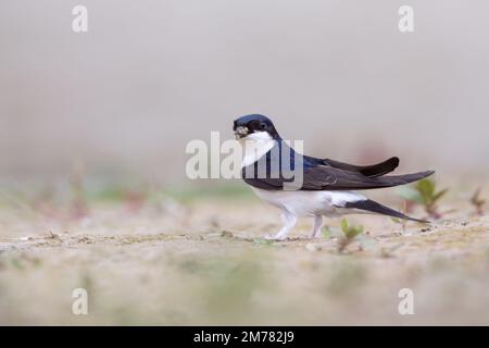 Balestruccio House Martin (Delichon urbicum) Foto Stock