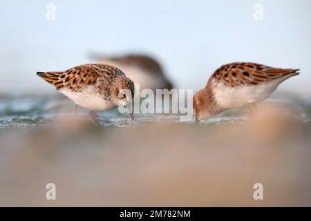 Gambecchio comune - il piccolo stint (Calidris minuta) è un piccolo wader Foto Stock