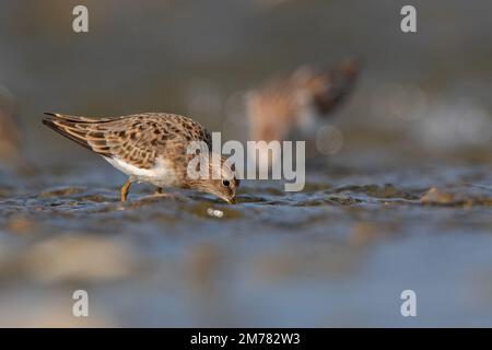 Gambecchio nano - Calidris tempinckii è un piccolo wader Foto Stock