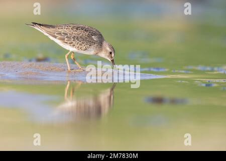 Gambecchio nano - Calidris tempinckii è un piccolo wader Foto Stock