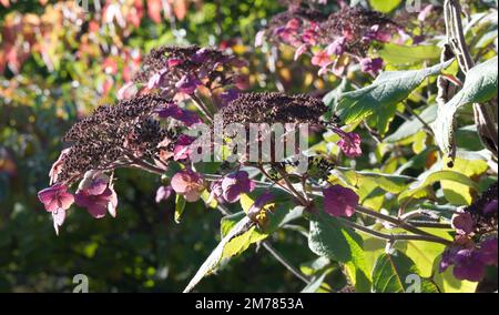 Fiori autunnali viola di Hydrangea aspera Anthony Bullivant nel giardino britannico ottobre Foto Stock