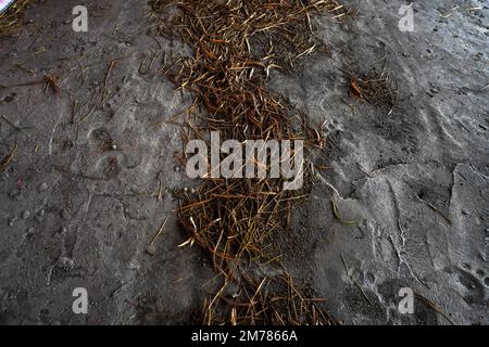Foglie di bambù appassite sparse in cima alla sabbia finta Foto Stock