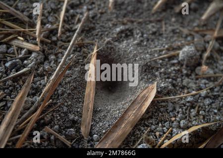 Foglie di bambù appassite sparse in cima alla sabbia finta Foto Stock