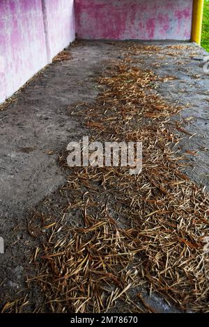 Foglie di bambù appassite sparse in cima alla sabbia finta Foto Stock
