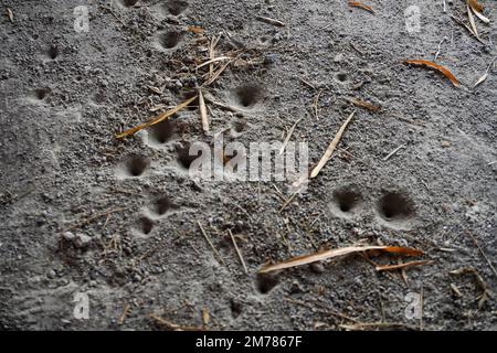 Foglie di bambù appassite sparse in cima alla sabbia finta Foto Stock