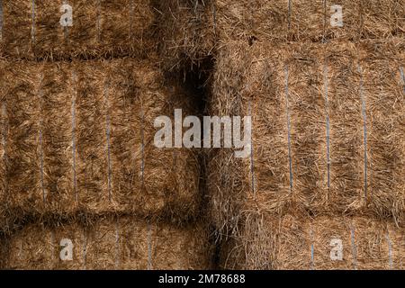 Balle di fieno rotonde impilate organizzate in modo ordinato per il deposito in fienile Foto Stock